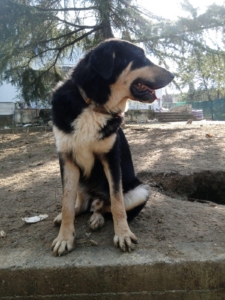 Odin Zorro Dogsavior Jan26 3