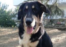 Odin Zorro Dogsavior Jan26 Beitragsbild