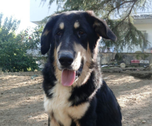 Odin Zorro Dogsavior Jan26 Beitragsbild