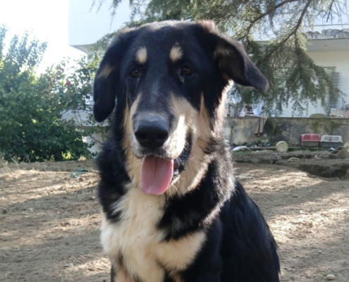 Odin Zorro Dogsavior Jan26 Beitragsbild