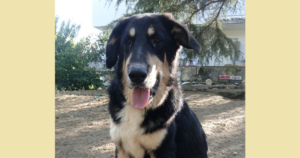 Odin Zorro Dogsavior Jan26 Social Media