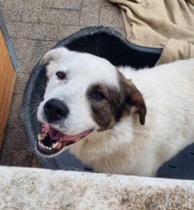 Pluto Zorro Dogsavior Jul25 2