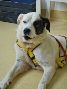 Pluto Zorro Dogsavior Jul25 3