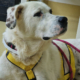 Pluto Zorro Dogsavior Jul25 Beitragsbild