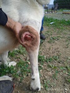 Pluto Zorro Dogsavior Jun25 2