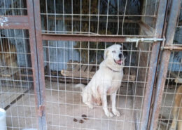 Pluto Zorro Dogsavior Jun25 Beitragsbild