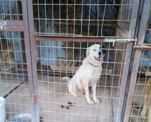 Pluto Zorro Dogsavior Jun25 Beitragsbild