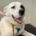Pluto Zorro Dogsavior Jun25 Beitragsbild