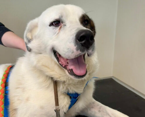 Pluto Zorro Dogsavior Jun25 Beitragsbild