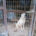 Pluto Zorro Dogsavior Jun25 Beitragsbild