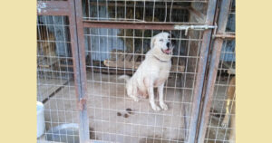 Pluto Zorro Dogsavior Jun25 SocialMedia