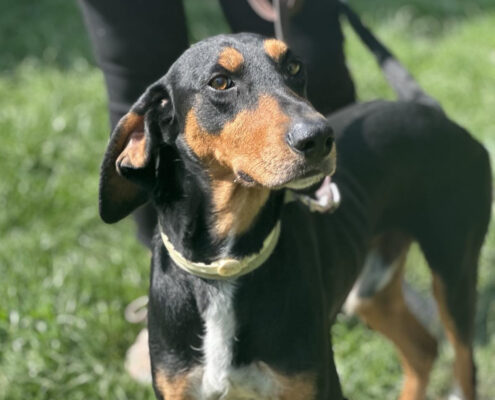 Thanoulis Zorro Dogsavior Jun25 Beitragsbild