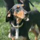 Thanoulis Zorro Dogsavior Jun25 Beitragsbild