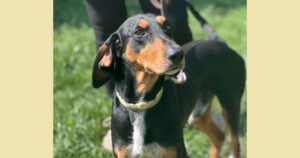 Schwarz-brauner Hund mit Leine steht auf grünem Gras.