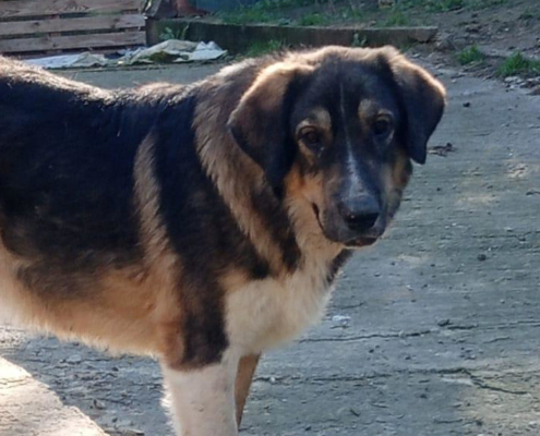 Thorin Zorro Dogsavior Dez25 Beitragsbild