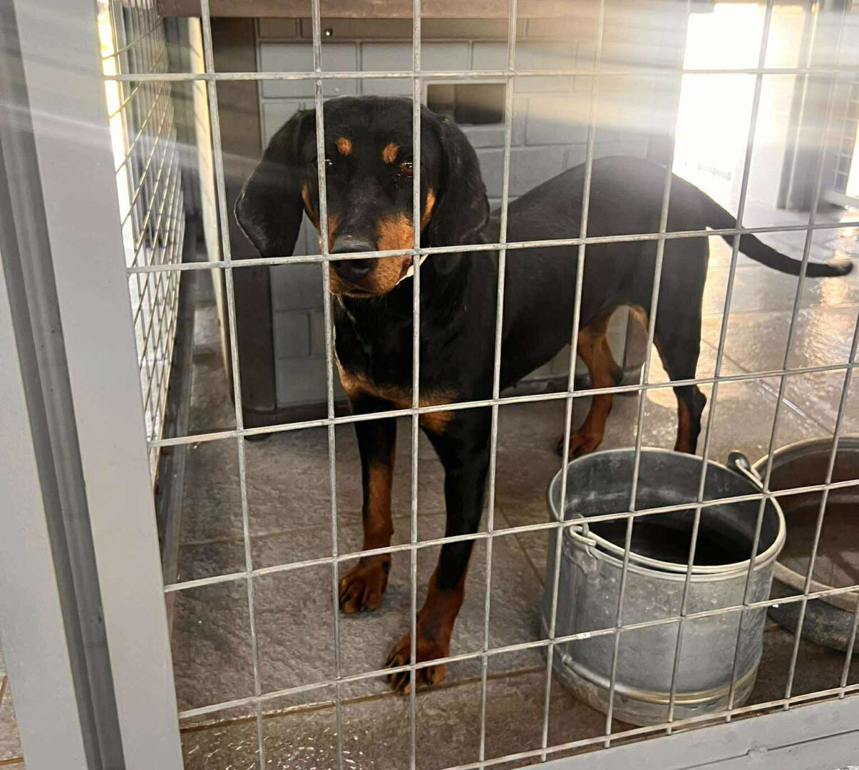Zara Zorro Dogsavior Jun25 1