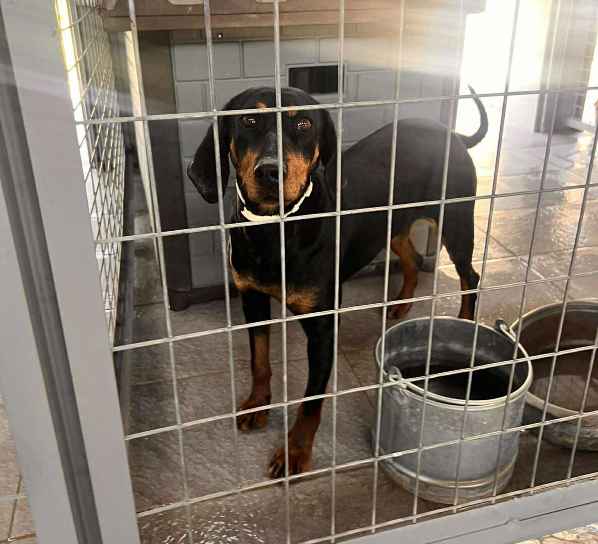 Zara Zorro Dogsavior Jun25 2