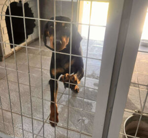 Zara Zorro Dogsavior Jun25 3