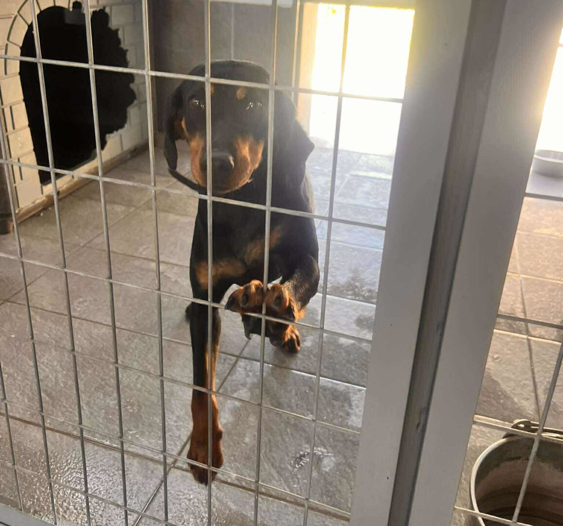 Zara Zorro Dogsavior Jun25 3