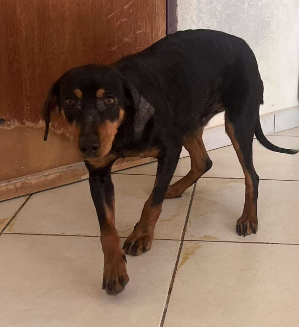 Zara Zorro Dogsavior Jun25 4