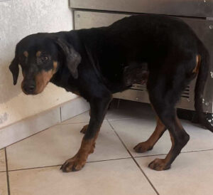 Ein Hund steht in einer Ecke auf einem gefliesten Boden neben einer Metalloberfläche.