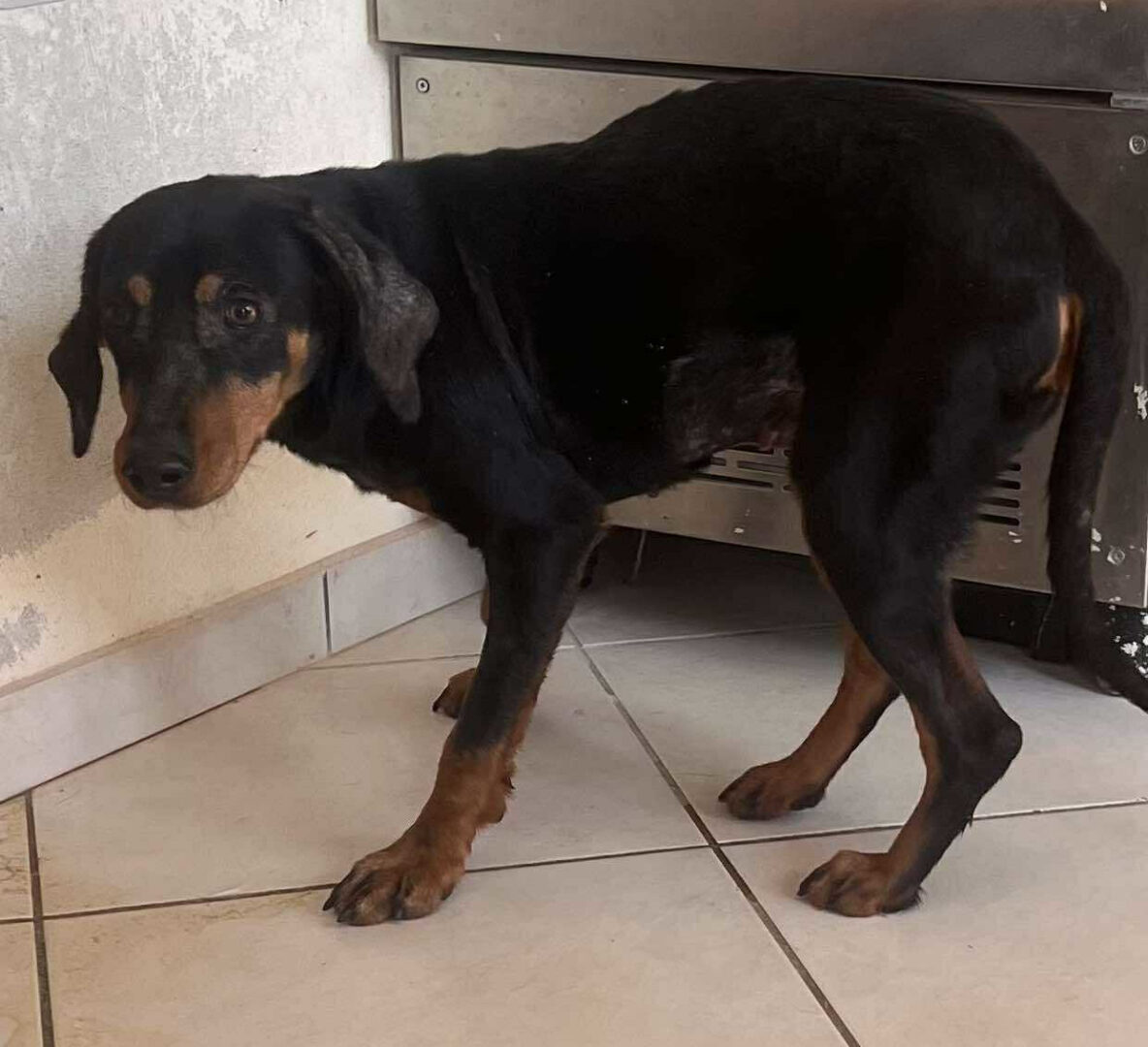 Zara Zorro Dogsavior Jun25 5