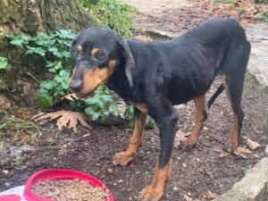 Ein Hund steht auf Erde neben einem Baumstamm und einem Futternapf im Freien.