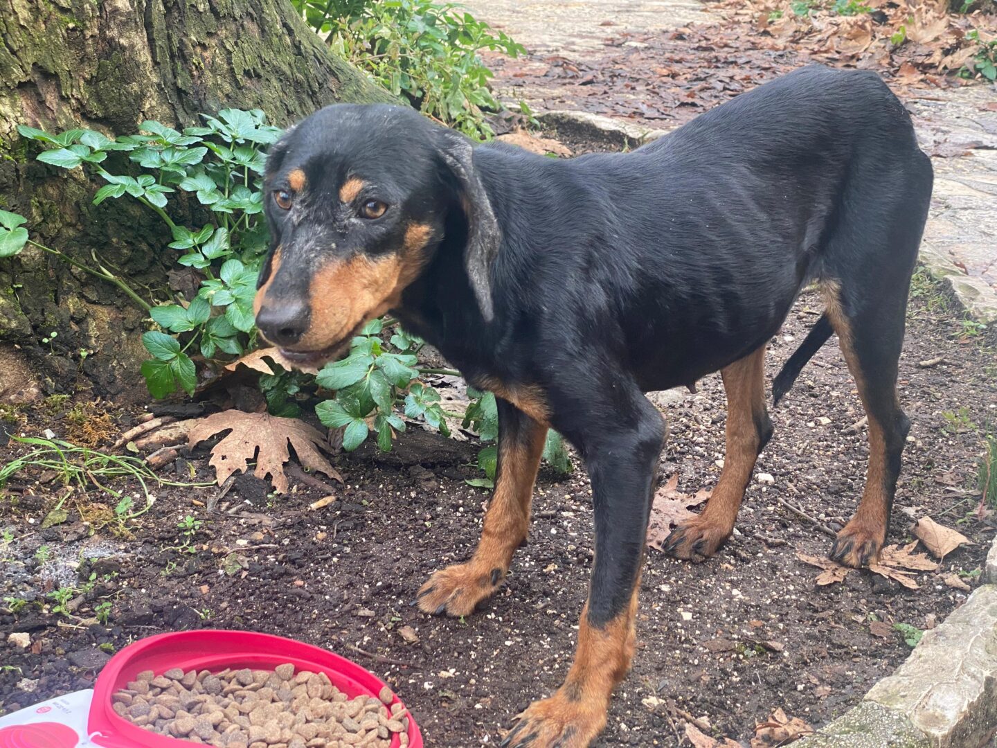 Zara Zorro Dogsavior Jun25 6