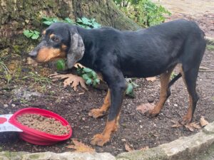 Ein schwarzer Hund steht neben einem roten Futternapf im Freien.