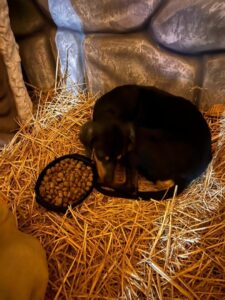 Hund liegt im Stroh neben einem Napf voller Trockenfutter.