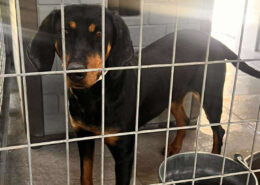 Zara Zorro Dogsavior Jun25 Beitragsbild