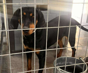 Zara Zorro Dogsavior Jun25 Beitragsbild