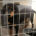 Zara Zorro Dogsavior Jun25 Beitragsbild