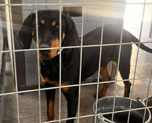 Zara Zorro Dogsavior Jun25 Beitragsbild