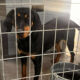 Zara Zorro Dogsavior Jun25 Beitragsbild