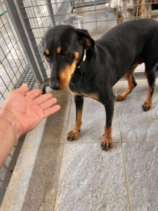 Zara Zorro Dogsavior Okt25 2