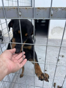 Zara Zorro Dogsavior Okt25 3