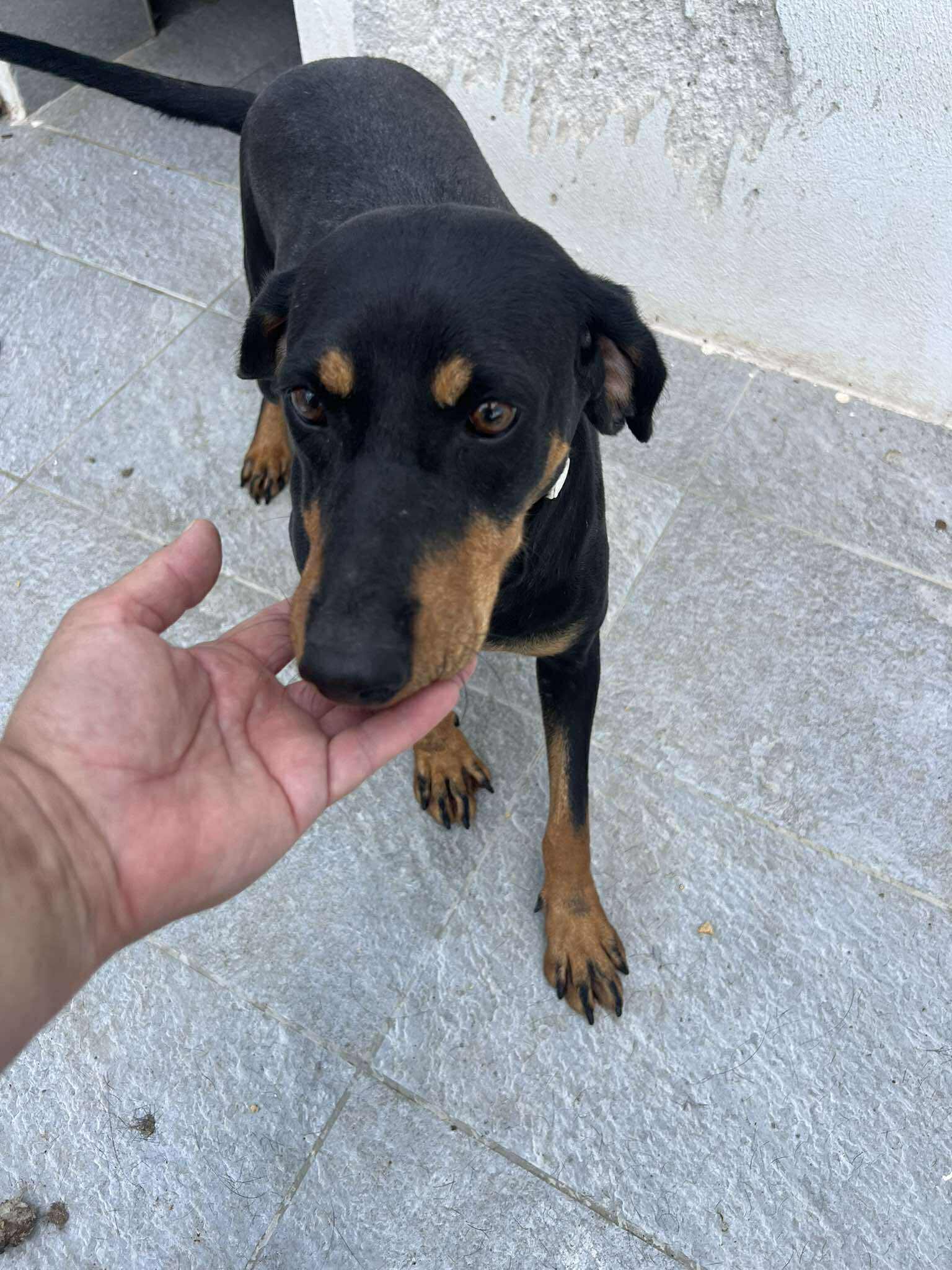 Zara Zorro Dogsavior Okt25 4