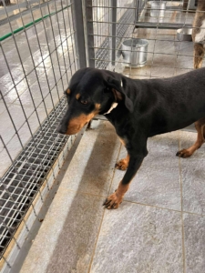 Zara Zorro Dogsavior Okt25 5