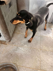 Zara Zorro Dogsavior Okt25 6