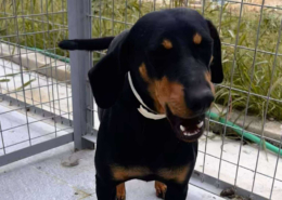 Zara Zorro Dogsavior Okt25 Beitragsbild