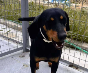 Zara Zorro Dogsavior Okt25 Beitragsbild