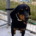 Zara Zorro Dogsavior Okt25 Beitragsbild