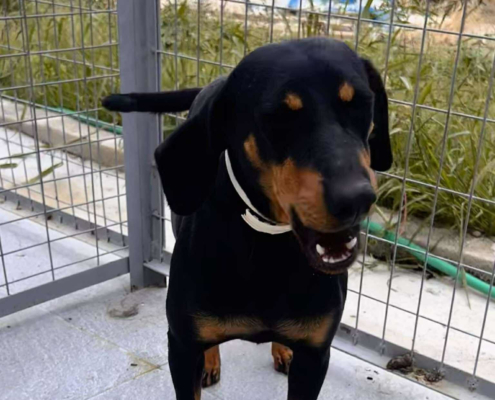 Zara Zorro Dogsavior Okt25 Beitragsbild
