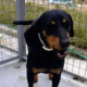 Zara Zorro Dogsavior Okt25 Beitragsbild