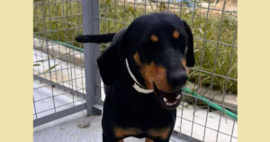 Zara Zorro Dogsavior Okt25 SocialMedia