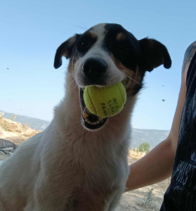 Zoros Zorro Dogsavior Sep25 3