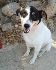 Zoros Zorro Dogsavior Sep25 4