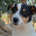 Zoros Zorro Dogsavior Sep25 Beitragsbild