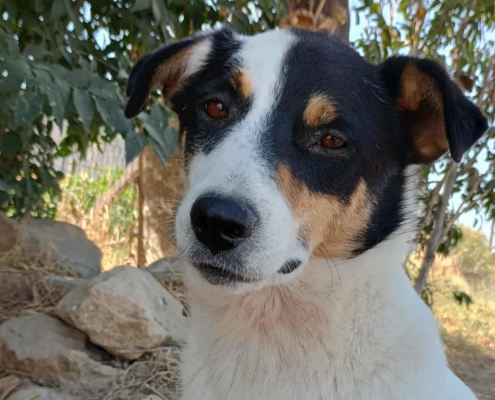 Zoros Zorro Dogsavior Sep25 Beitragsbild